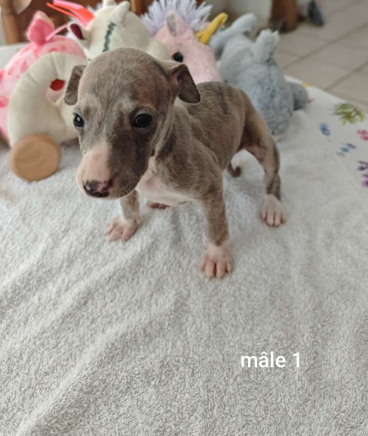 De Montrenaud - Chiots disponibles - Whippet