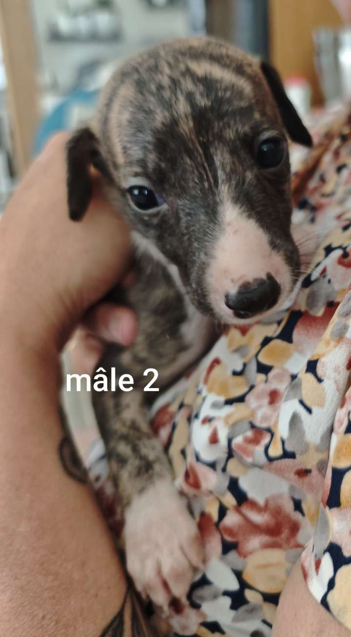 De Montrenaud - Chiots disponibles - Whippet