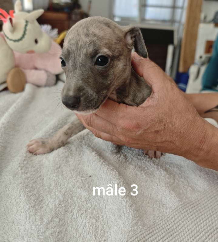 De Montrenaud - Chiots disponibles - Whippet