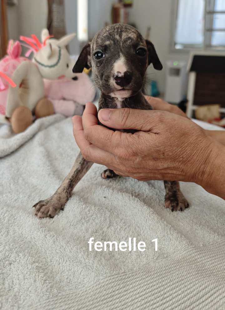 De Montrenaud - Chiots disponibles - Whippet