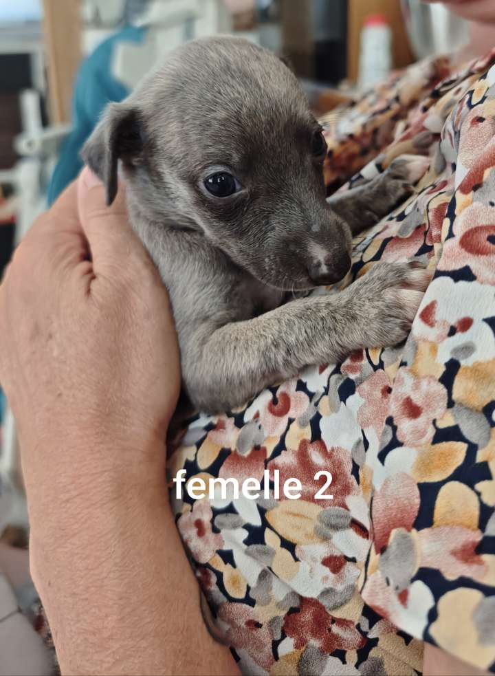 De Montrenaud - Chiots disponibles - Whippet