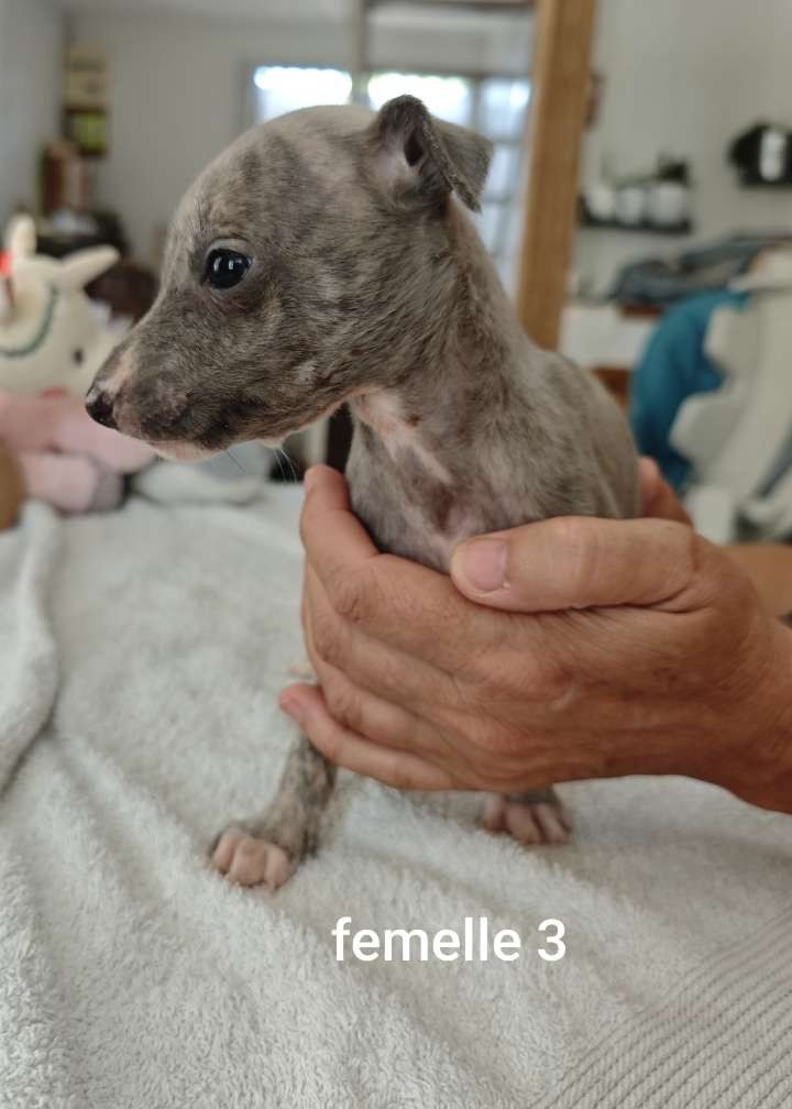 De Montrenaud - Chiots disponibles - Whippet