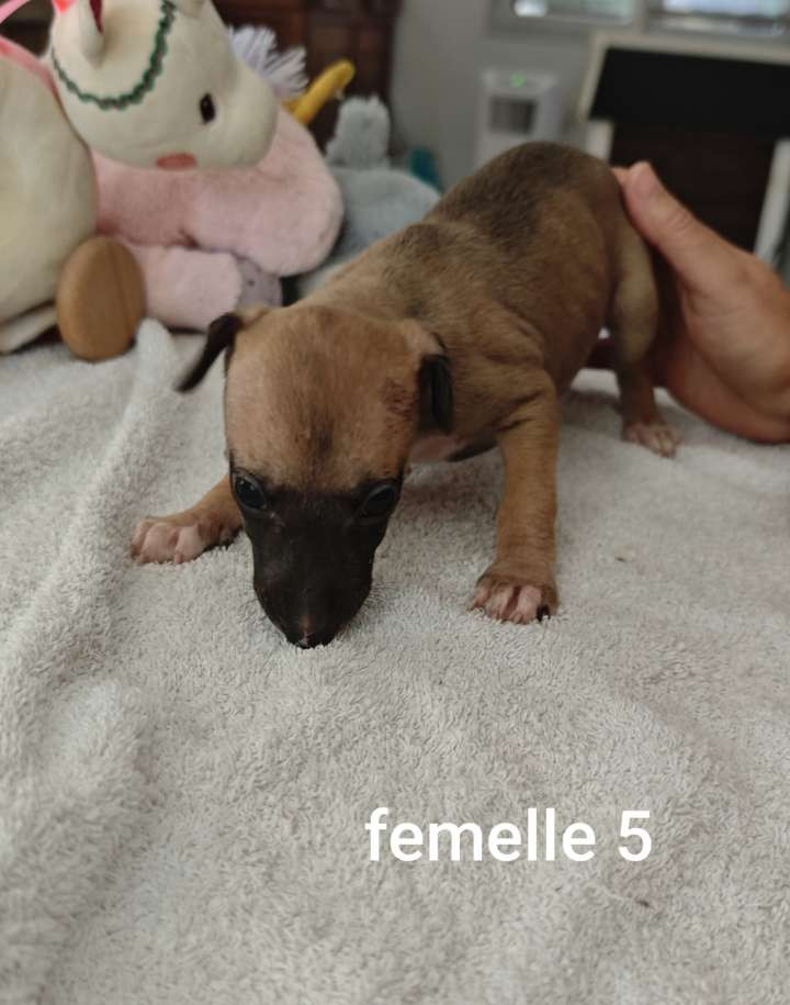 De Montrenaud - Chiots disponibles - Whippet