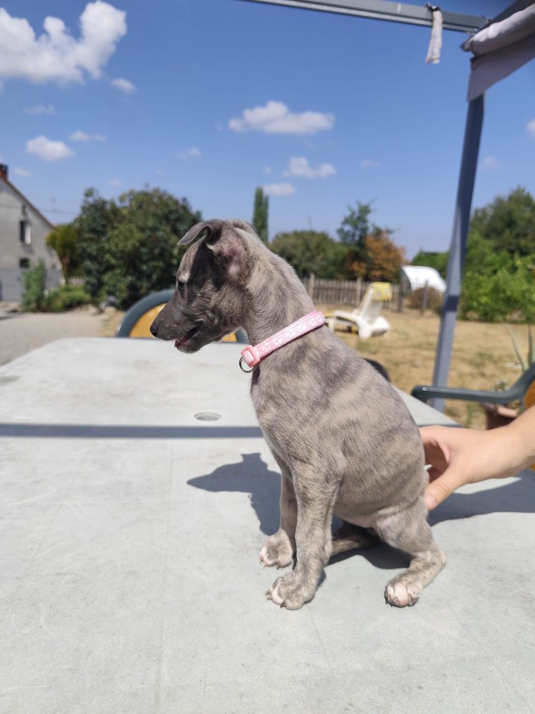 De Montrenaud - Chiots disponibles - Whippet
