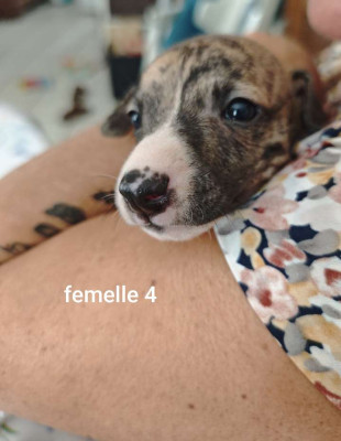 Belleza